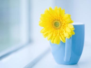 精美黄色花卉图片 微信背景图片