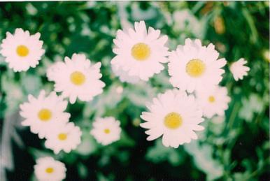 没有回应，再深的感情也得憋回去   小清新森系花朵唯美美图图片