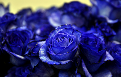 漂亮的经典唯美蓝玫瑰图片