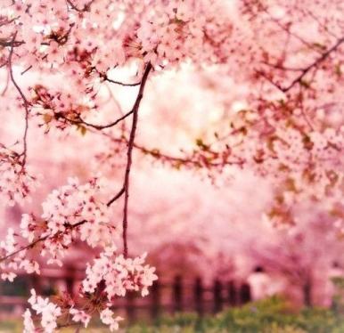 漂亮的樱花唯美意境图片