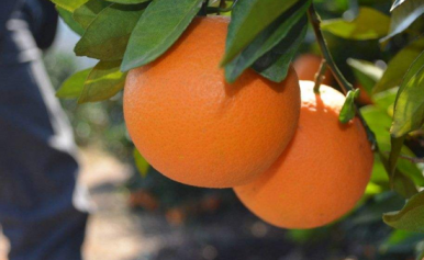 好吃的水果赣南脐橙图片