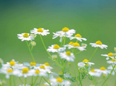 漂亮的野外山菊花图片精选