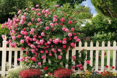 女生最喜欢的漂亮玫瑰花图片